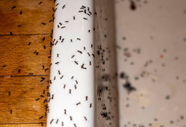 Best Residential Pest Control  in Tucker, GA